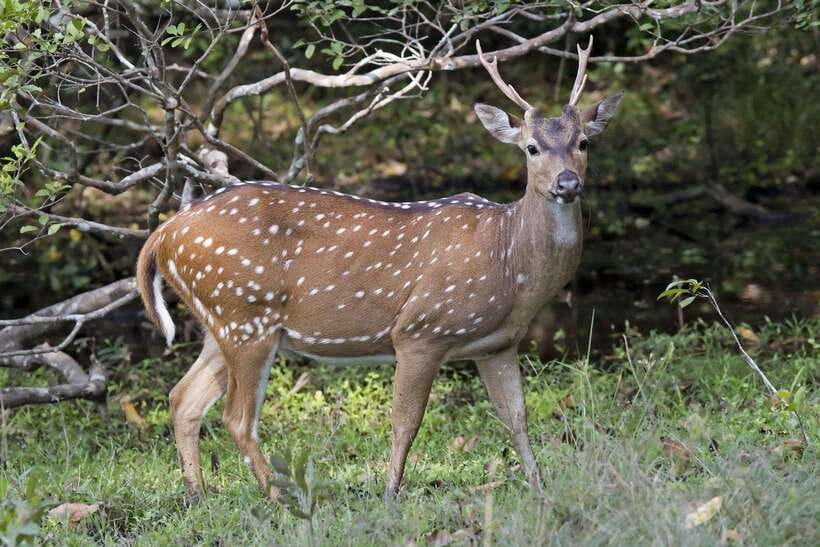 From Hambantota Port: Yala National Park Private Safari - What to Bring (Without Overpacking)