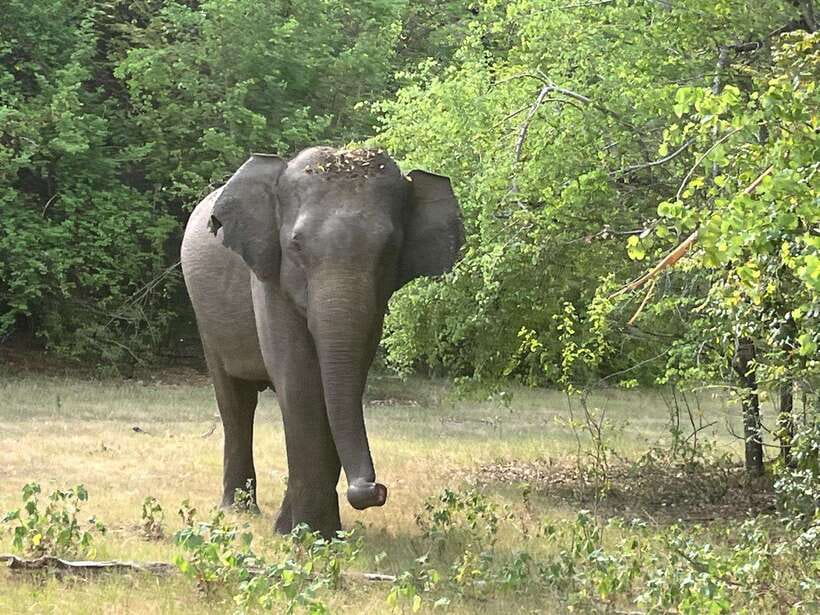 From Hambantota Port: Yala National Park Private Safari - The 4WD Jeep Ride: Expect Real Terrain (and Plan for It)