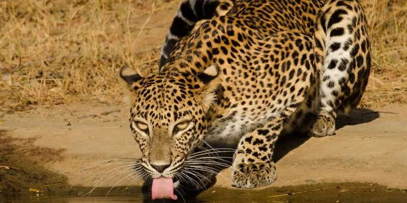 From Hikkaduwa/ Galle/ Mirissa - Yala National Park Safari - Key things to know before you go