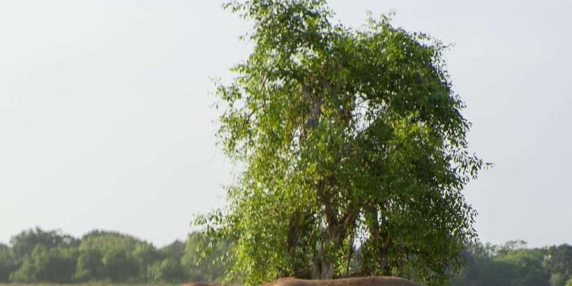 From Hikkaduwa/ Galle/ Mirissa - Yala National Park Safari - Transport comfort: AC on the long road, 4x4 where it counts