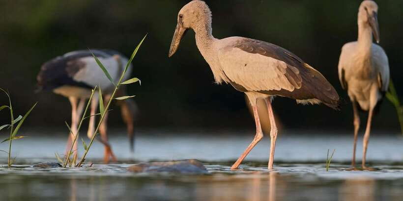 From Hikkaduwa/ Galle/ Mirissa - Yala National Park Safari - What to bring (and what to skip) for a smoother safari
