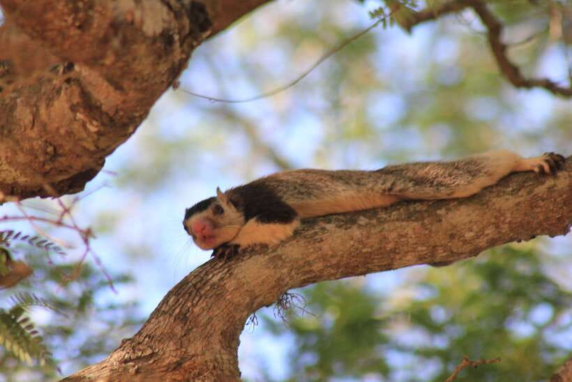 From: Hikkaduwa/ Galle/ Unawatuna/ Talpe - YALA Safari - Price and value: what $43 buys you, and what it doesn’t