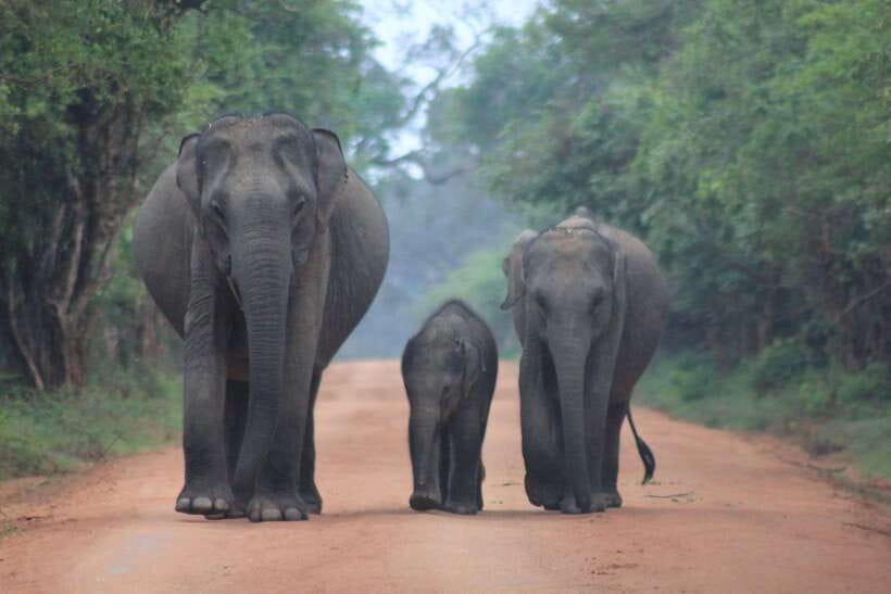 From: Hikkaduwa/ Galle/ Unawatuna/ Talpe - YALA Safari - The “most important” choice: dawn vs. afternoon timing