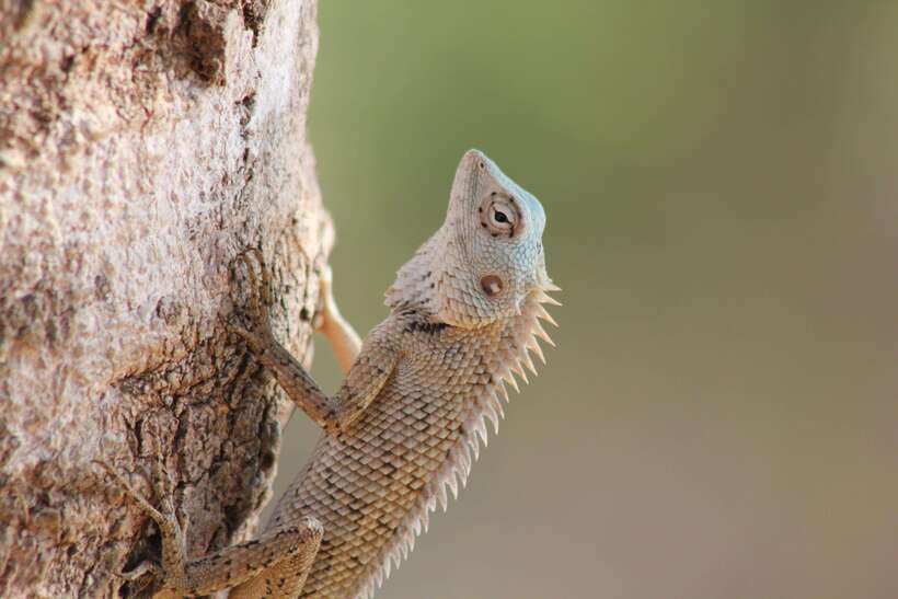 From: Hiriketiya/ Tangalle/ Dikwella/ Rekawa - YALA Safari - Price and value: what $61 really buys you