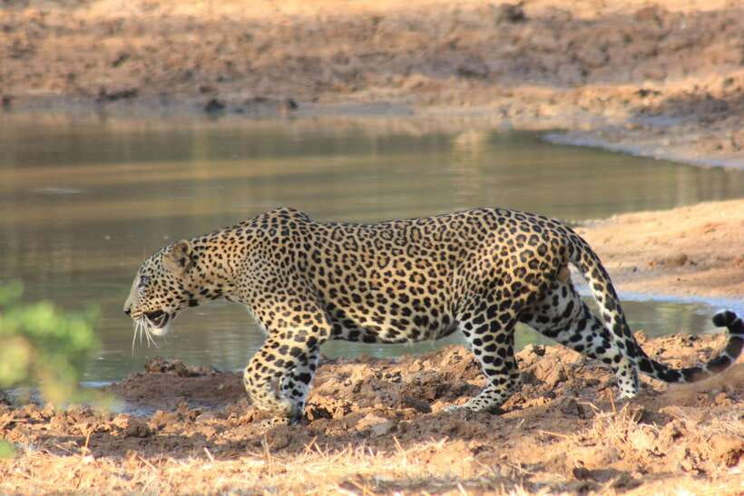 From: Hiriketiya/ Tangalle/ Dikwella/ Rekawa - YALA Safari - The Patanangala break: a pause that keeps you watching