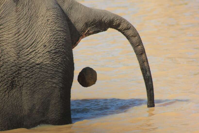 From: Hiriketiya/ Tangalle/ Dikwella/ Rekawa - YALA Safari - Game drive 2 (shorter, later): second chances before you head out