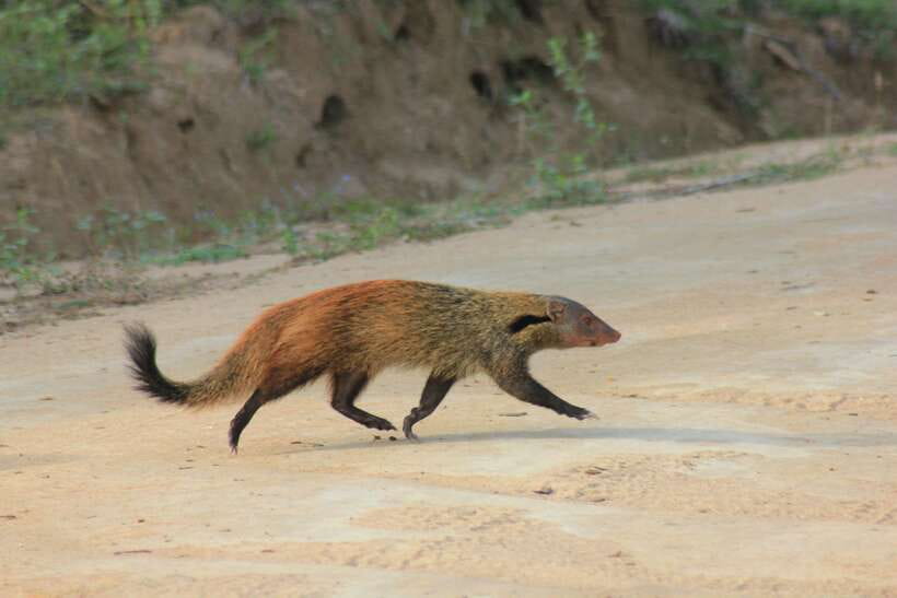 From: Hiriketiya/ Tangalle/ Dikwella/ Rekawa - YALA Safari - The crowd reality in Yala (and how to handle it)