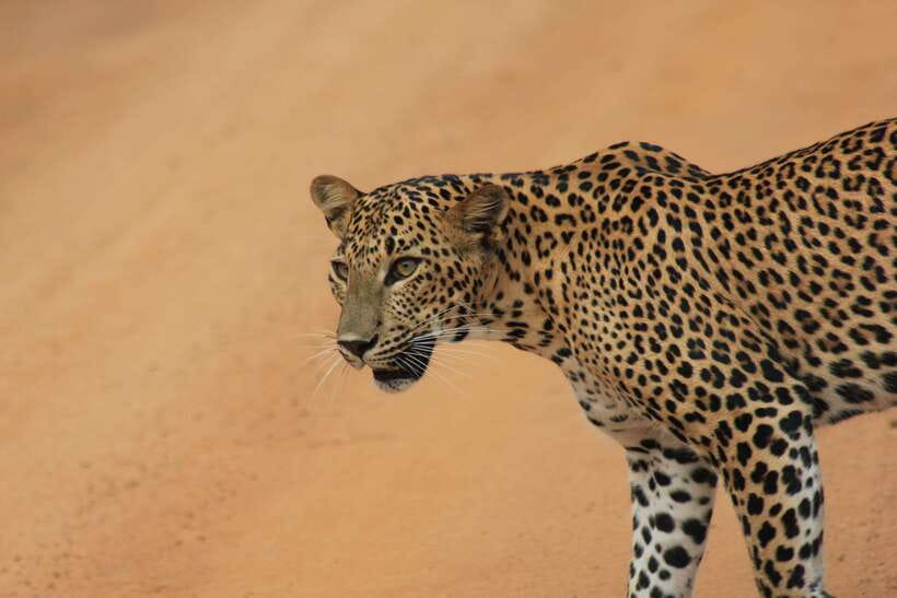 From: Hiriketiya/ Tangalle/ Dikwella/ Rekawa - YALA Safari - Getting there: the early pickup and the shared-ride reality