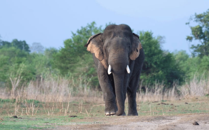 From: Hiriketiya/ Tangalle - Udawalawe Safari - To: Ella - Key points worth knowing before you go