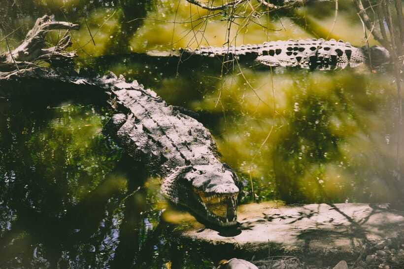 From: Hiriketiya/ Tangalle - Udawalawe Safari - To: Ella - Price and entrance fees: where the real cost lands