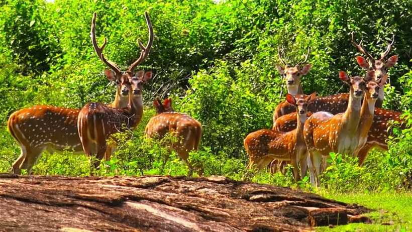 From: Hiriketiya/ Tangalle - Udawalawe Safari - To: Ella - FAQ