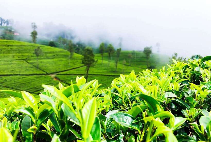 From Kandy: All Inclusive Nuwara Eliya Day Tour with Lunch - Colonial Impressions: Why This Town Earns the Little England Nickname