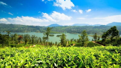 From Kandy: Ella Drop Tour via Nuwara Eliya - The Mountain Road Experience: Scenic, Winding, and Best with a Pro