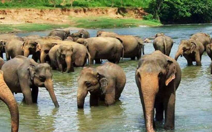 From Kandy: Kandy To Pinnawala Day Tour by Tuk Tuk - Royal Botanic Gardens Peradeniya and the Kandy walk-time you should plan for