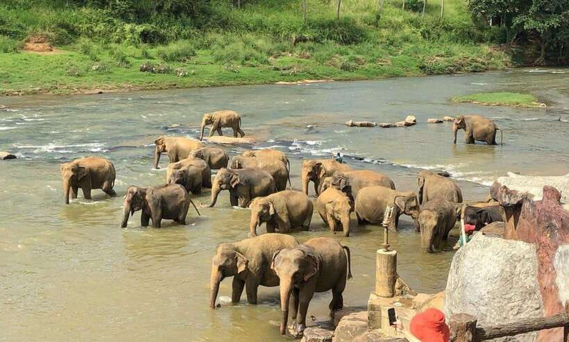From Kandy: Kandy To Pinnawala Day Tour by Tuk Tuk - What I’d do to get the best day out of it