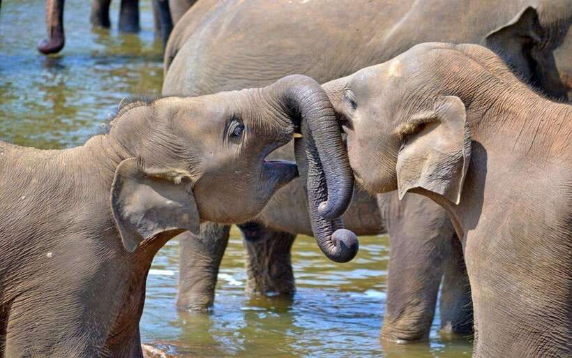 From Kandy: Kandy To Pinnawala Day Tour by Tuk Tuk - Pinnawala Elephant Orphanage schedule: catch the feeding and river routine