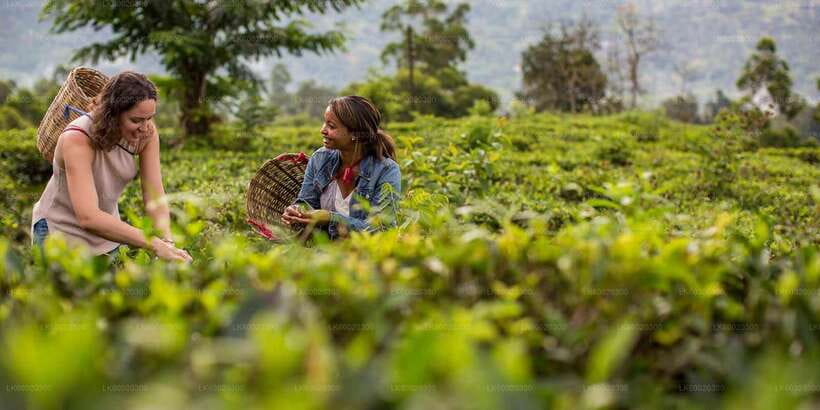 From Kandy: Nuwara Eliya by Train - Train ride through Sri Lanka’s tea hills (the part you’ll remember)