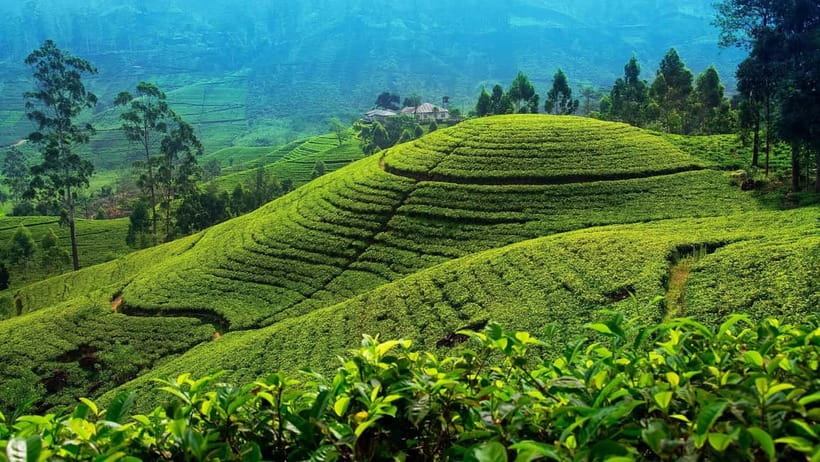 From Kandy: Nuwara Eliya Tour via Ambuluwawa [Private Tour] - Key Highlights You’ll Actually Use