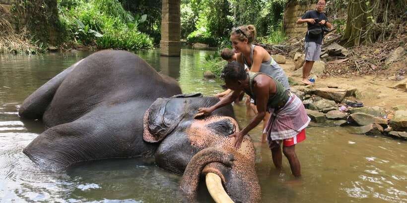 From Kandy: Pinnawala Day Tour - Pinnawala and Kandy in one 8-hour block: the big idea