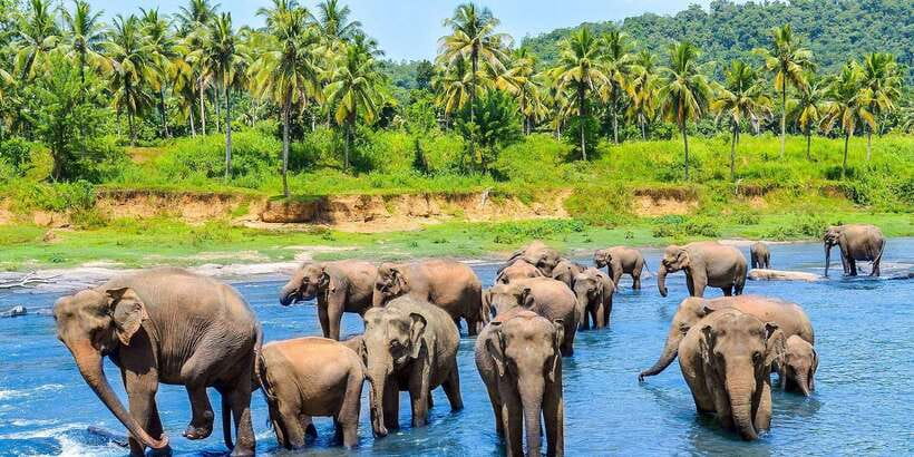 From Kandy: Pinnawala Day Tour - From Kandy pickup to Kadugannawa: why the morning stops matter
