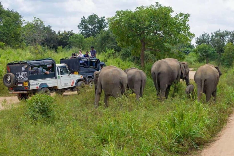 From Kandy: Sigiriya & Dambulla Day Tour with Safari - Guides and the Day’s “Smooth Factor”