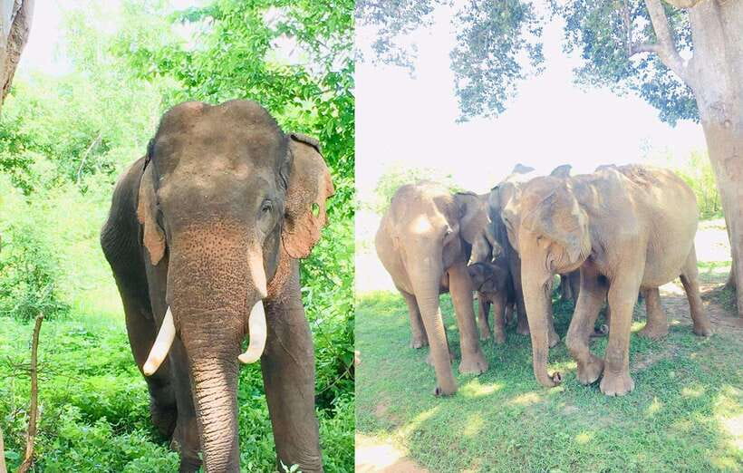 From Kandy: Sigiriya Rock Dambulla & Minneriya Jeep Safari - Minneriya jeep safari: elephants in their natural habitat