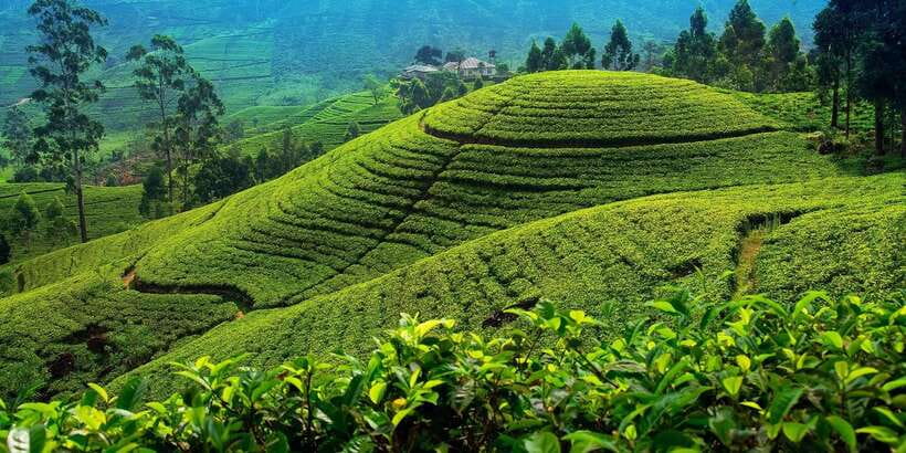 From Kandy To Nuwara Eliya Drop Tour - Private Tour - Wood-carving family house: crafts you can actually see