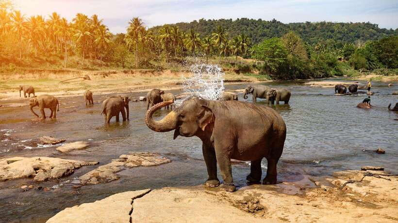 From Kandy To Pinnawala Private Day Tour via Ambuluwawa - Key takeaways before you go