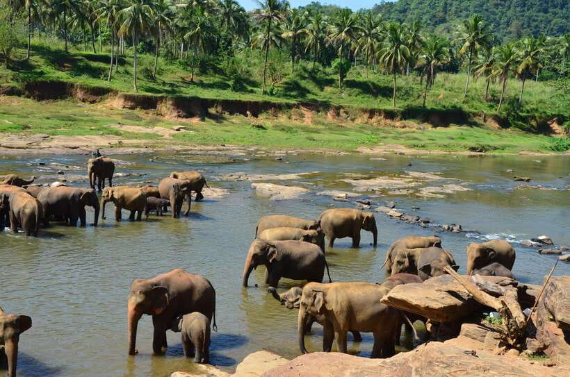 From Kandy To Pinnawala Private Day Tour via Ambuluwawa - Should you book this Kandy day tour?