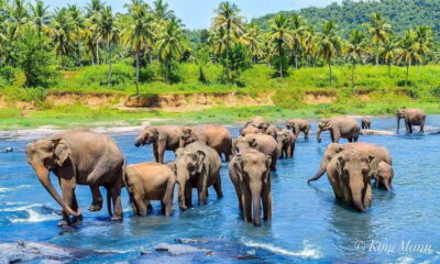 From Kandy To Pinnawala Private Day Tour via Ambuluwawa - Pinnawala: elephants, conservation goals, and what you should expect