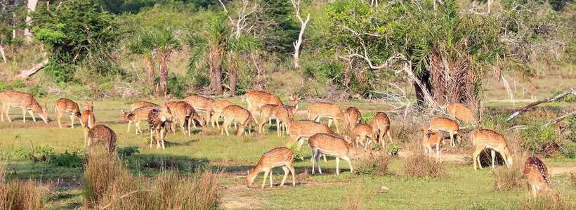 From Kandy: Wilpattu National Park Safari with Hotel Pickup - Getting to Wilpattu from Kandy Without Stress