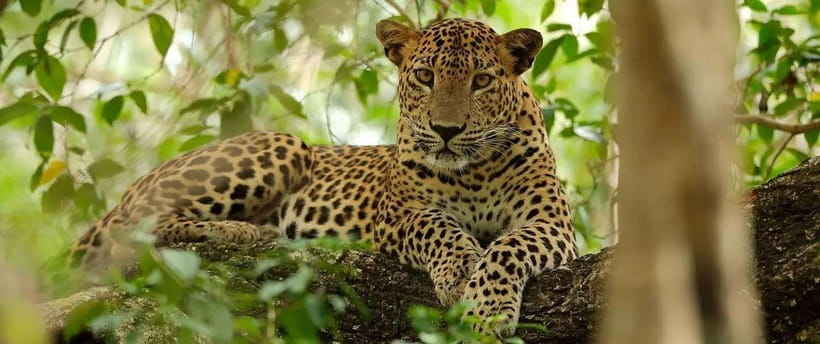 From Kandy: Wilpattu National Park Safari with Hotel Pickup - Spotting Leopards, Elephants, Sloth Bears, and Water Buffalo
