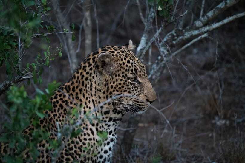 From Kandy: Wilpattu National Park Safari with Hotel Pickup - The Guide Experience: How You’ll Get More Than Just a Ride