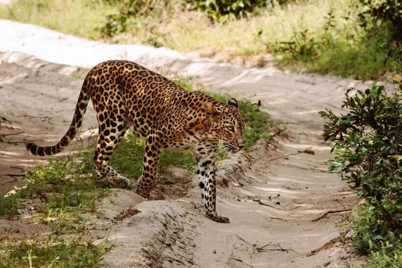 From Kandy: Wilpattu National Park Safari with Hotel Pickup - Driving Time, Lunch Breaks, and the Full-Day Rhythm