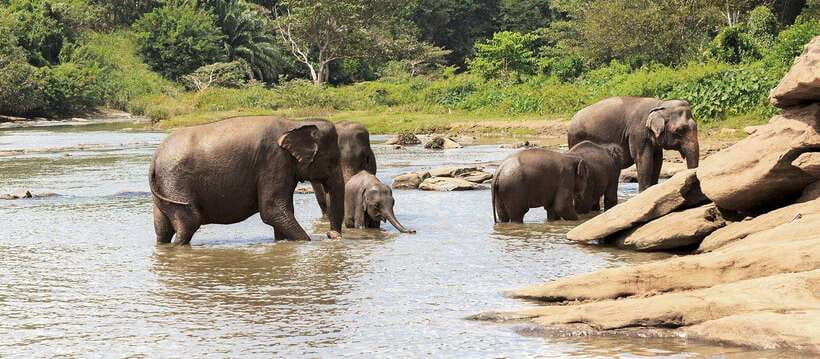 From Kandy: Wilpattu National Park Safari with Hotel Pickup - Entrance Fees, Jeep/Driver Costs, and What to Confirm