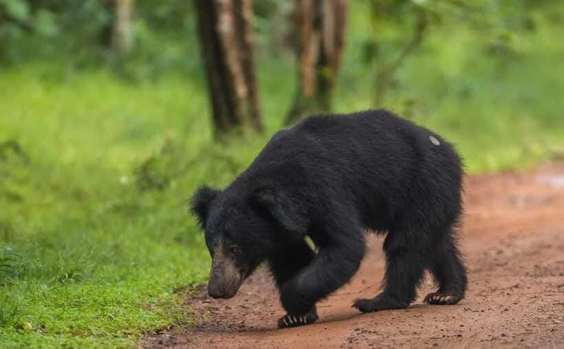 From Kandy: Wilpattu National Park Safari with Hotel Pickup - What to Bring (and What Not to Do)