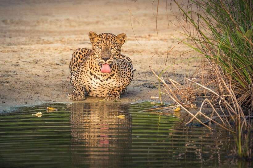 From Kandy: Wilpattu National Park Safari with Hotel Pickup - Price and Value: Is $98 a Good Deal?