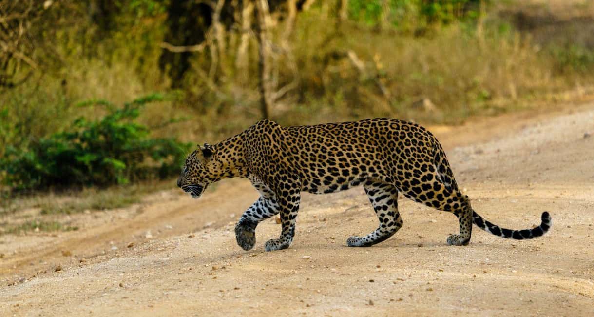 From Mirissa/ Galle/ Hikkaduwa - Yala Leopard Safari Tour - Entering Yala National Park: Your 4 Hours of Leopard-Spotting Focus