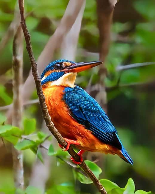 From Mirissa/ Galle/ Hikkaduwa - Yala Leopard Safari Tour - What You Might See: Leopards, Elephants, Bears, Crocodiles, and More
