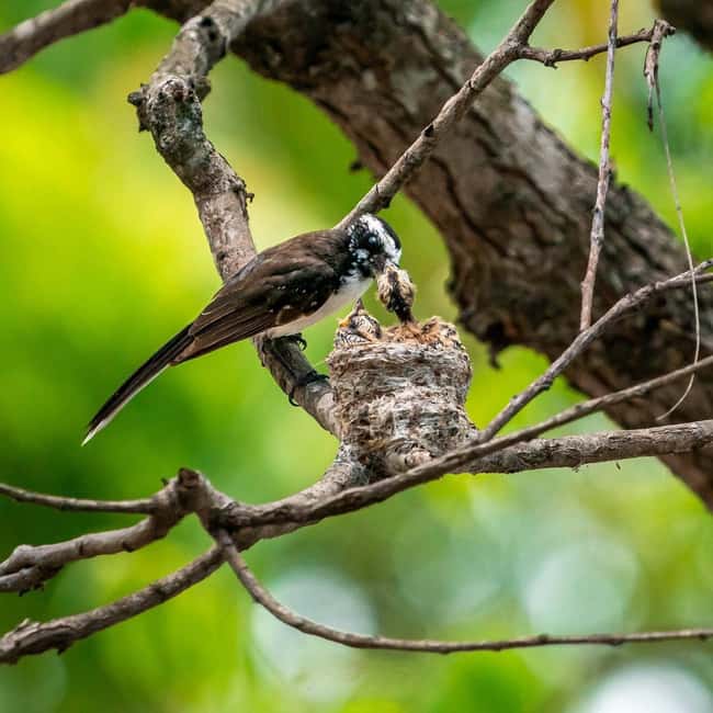 From Mirissa/ Galle/ Hikkaduwa - Yala Leopard Safari Tour - Transfers Back Out of Yala: A Relaxed Ending to a High-Scanning Day
