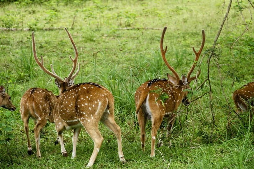 From Mirissa / Galle / Tangalle to Yala Safari & Drop- Ella - Key Points You Should Know Before You Go