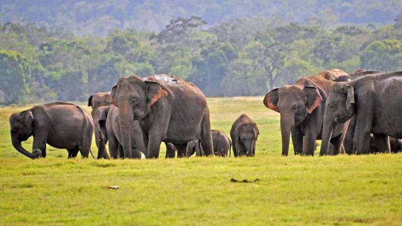From Mirissa / Galle / Tangalle to Yala Safari & Drop- Ella - The Big Picture: Why Yala Safari Days Run This Way