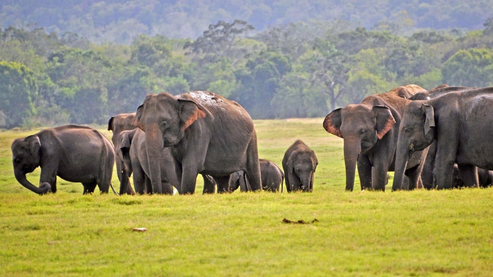 From Mirissa / Galle / Tangalle to Yala Safari & Drop- Ella - Inside Yala: What You’re Actually Hunting For