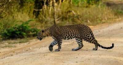 From Mirissa/ Galle/ Tangalle - Yala Leopard Safari Tour - At the Park Gate: how the guide helps you read Yala