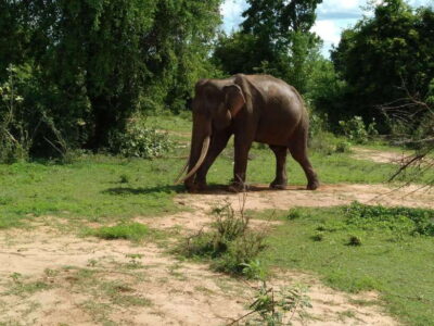 From Mirissa/ Weligama : Udawalawe Safari - Day Trip - Pickup in an Air-Conditioned Comfort Bubble