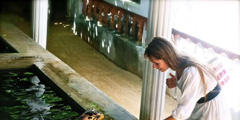From Negombo: Bentota Full-Day Tour - Madu River mangrove boat safari: your best chance to slow down