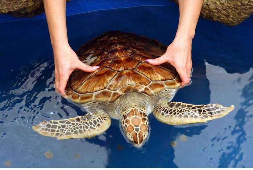From Negombo: Exclusive Madu River Safari & Turtle Hatchery - Cinnamon Island and Temple Island: nature breaks with a cultural edge