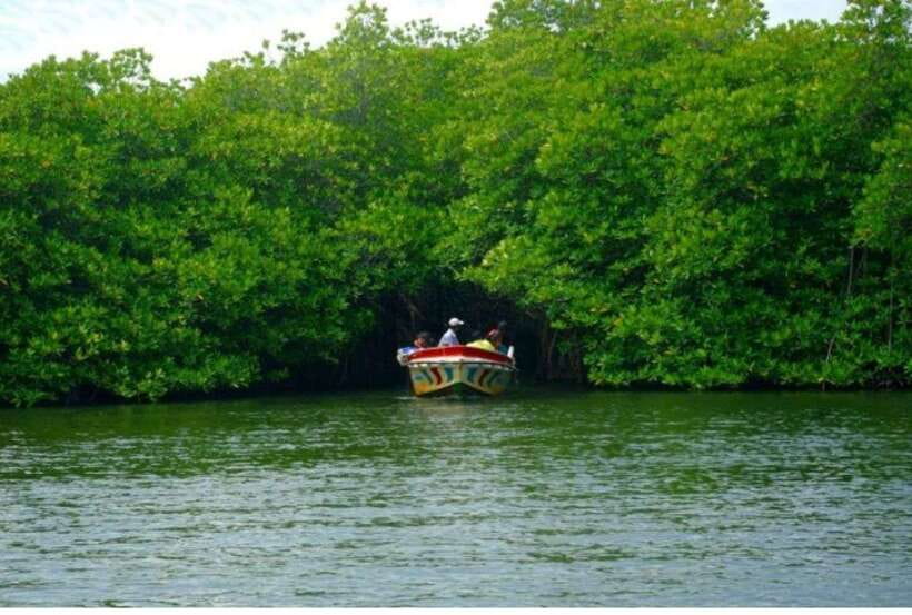From Negombo: Exclusive Madu River Safari & Turtle Hatchery - What to bring (and how to prepare for a smooth day)