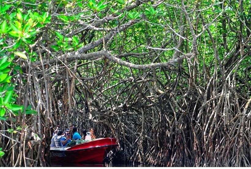 From Negombo: Exclusive Madu River Safari & Turtle Hatchery - Should you book it? My take for the right traveler