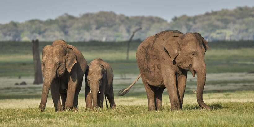 From Negombo: Minneriya National Park Safari Tour - Key Things You’ll Really Notice